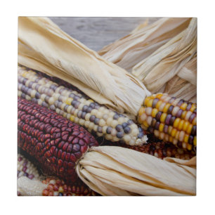 California. Fall Harvest Colourful Indian Corn Tile