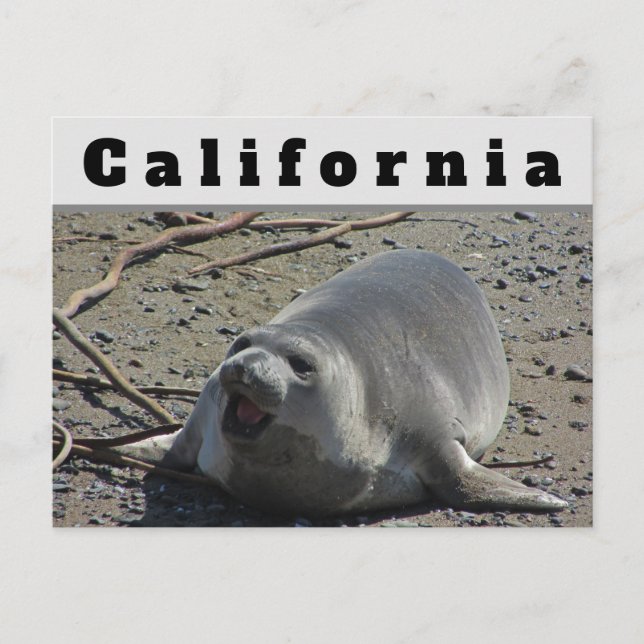 California Female Elephant Seal Ocean Animal Postcard (Front)