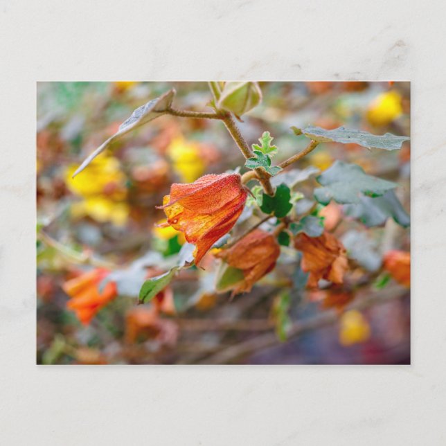 California Flannel Bush Postcard (Front)