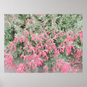 California Fuchsia: Vibrant Fall Blooms Poster