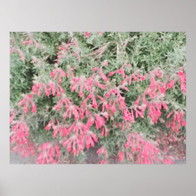 California Fuchsia: Vibrant Fall Blooms Poster (Front)