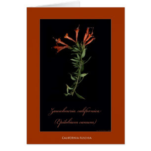 California Fuschia Botanical Print Cards