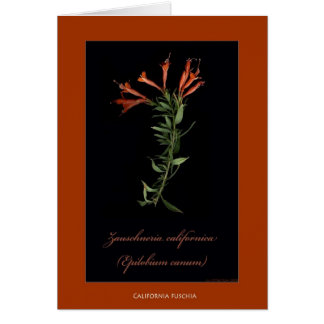 California Fuschia Botanical Print Cards