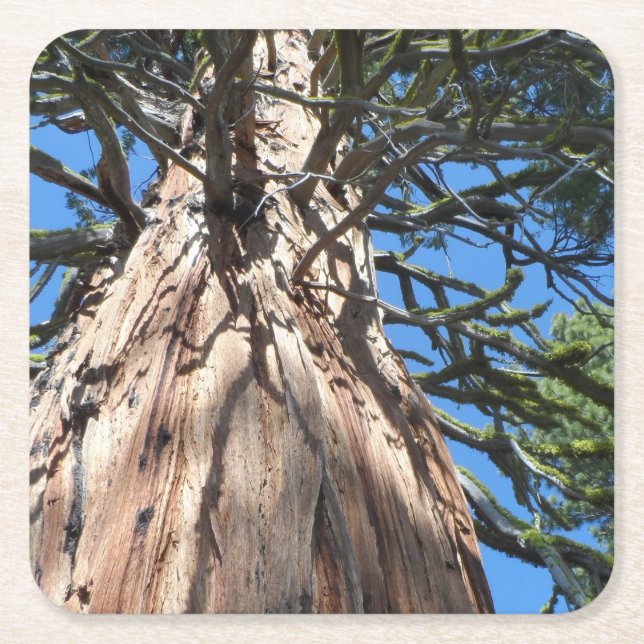 California Giant Square Paper Coaster (Front)