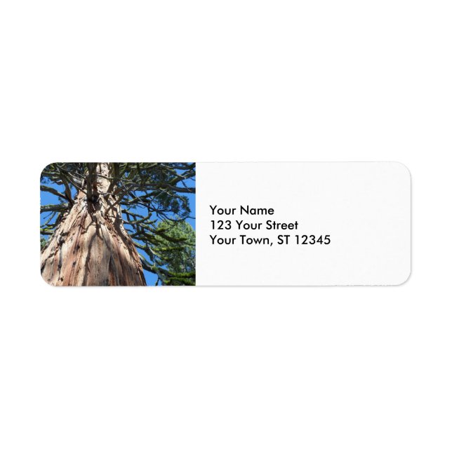 California Giant Tree (Front)