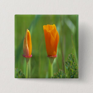 California golden poppies in a green field 15 cm square badge