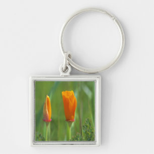 California golden poppies in a green field key ring