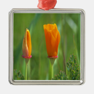 California golden poppies in a green field metal tree decoration