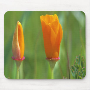 California golden poppies in a green field mouse mat