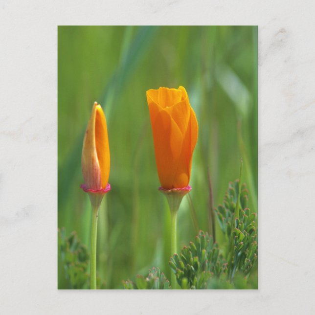 California golden poppies in a green field postcard (Front)