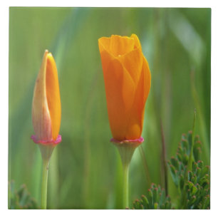 California golden poppies in a green field tile