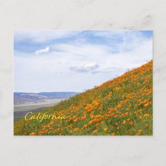 California Golden Poppies Postcard