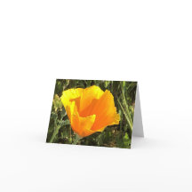 California Golden Poppy - 1