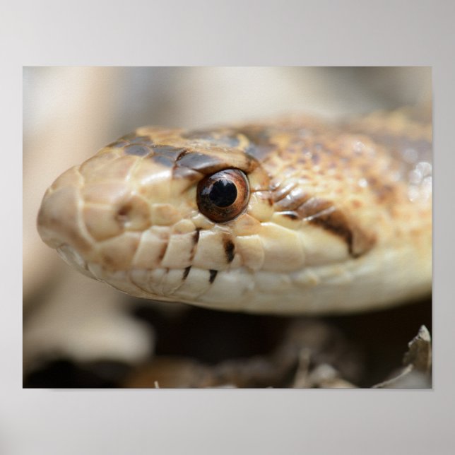 California Gopher Snake Poster (Front)