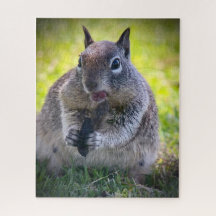 California Ground Squirrel
