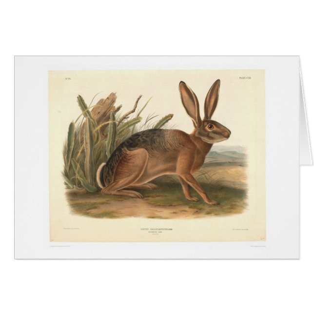 California Hare by Audubon (0177A) (Front Horizontal)