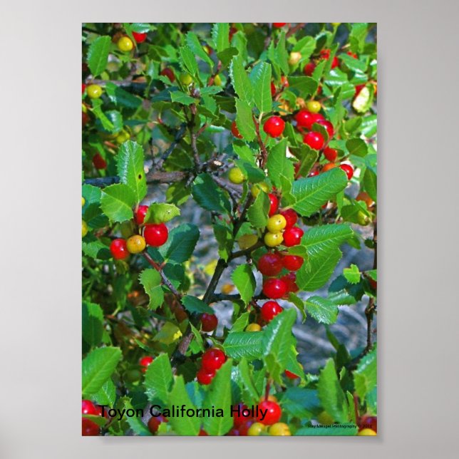 California holly, Toyon California Holly , Ray ... Poster (Front)