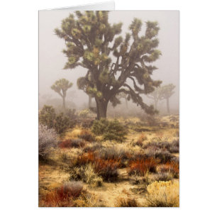 California: Joshua Tree National Monument,