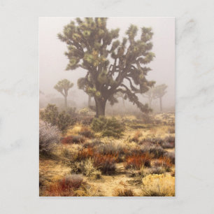 California: Joshua Tree National Monument, Postcard