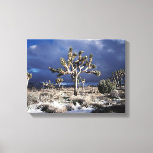 California, Joshua Tree National Park Canvas Print