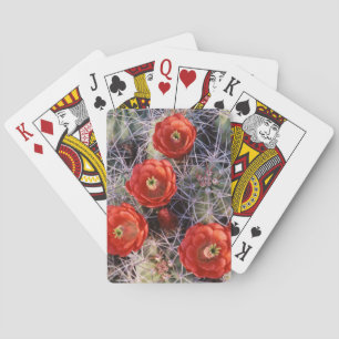 California, Joshua Tree National Park, Claret Playing Cards