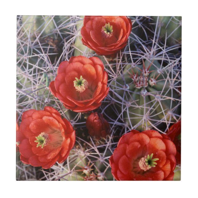 California, Joshua Tree National Park, Claret Tile (Front)