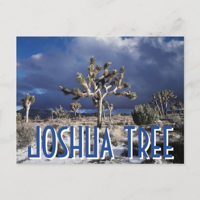 California, Joshua Tree National Park Postcard (Front)