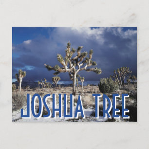 California, Joshua Tree National Park Postcard