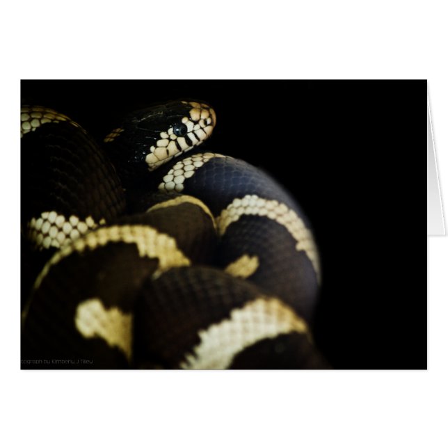 California King Snake Card (Front Horizontal)