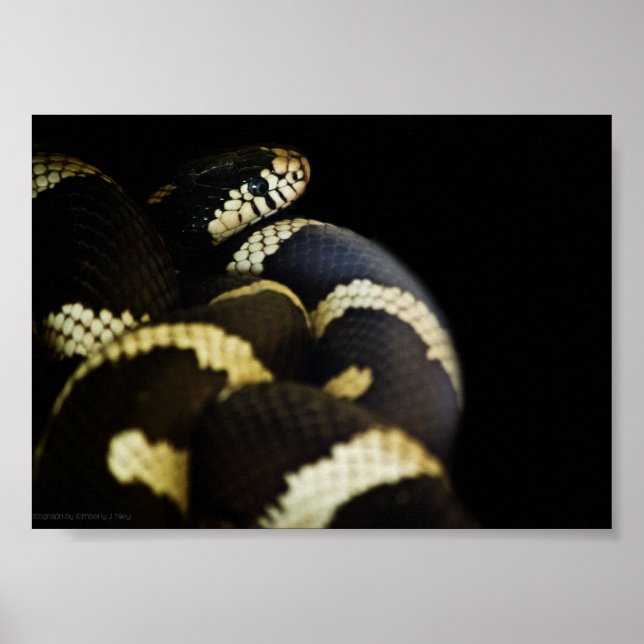 California King Snake Print (Front)