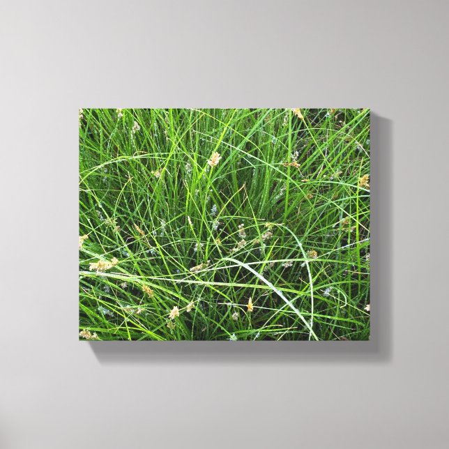 California Meadow Sedge Canvas Print (Front)