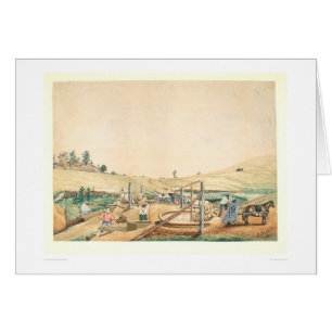 California Miners Working an Arrastra (0111A)