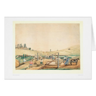 California Miners Working an Arrastra (0111A)