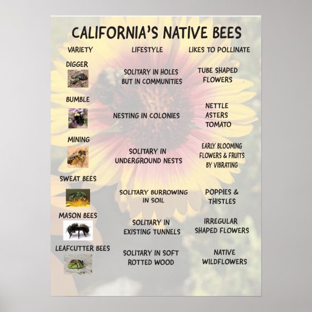California Native Bees Poster (Front)