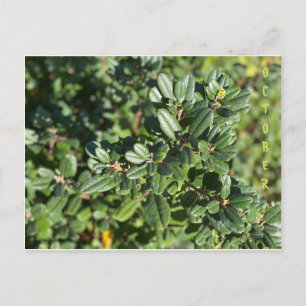 CALIFORNIA NATIVE COLORS: OCTOBER POSTCARD