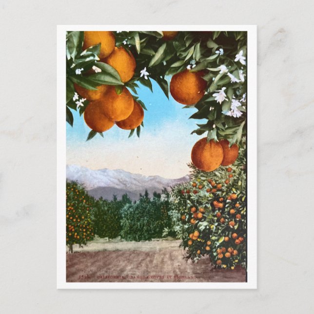 California Orange Groves Vintage Blank Postcard (Front)