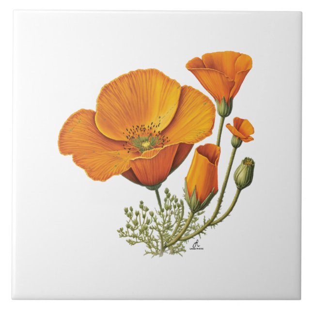 california orange poppy floral ceramic tile (Front)