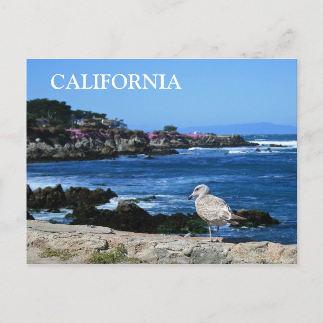California, Pacific Coastline Postcard (Front)