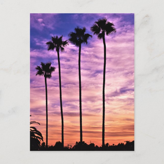 California Palm Tree Sunset Postcard (Front)