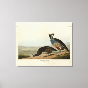 California Partridge - Audubon's Birds of America Canvas Print