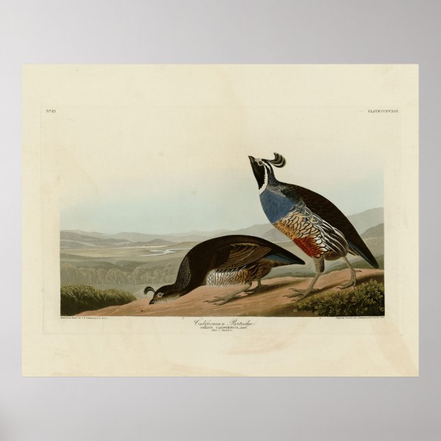 California Partridge - Audubon's Birds of America Poster (Front)