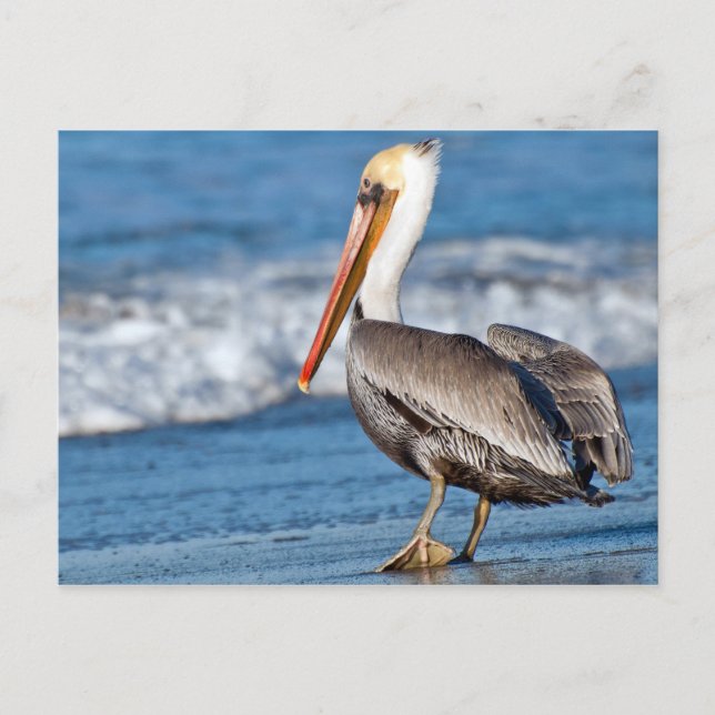 California Pelican on the Beach Postcard (Front)