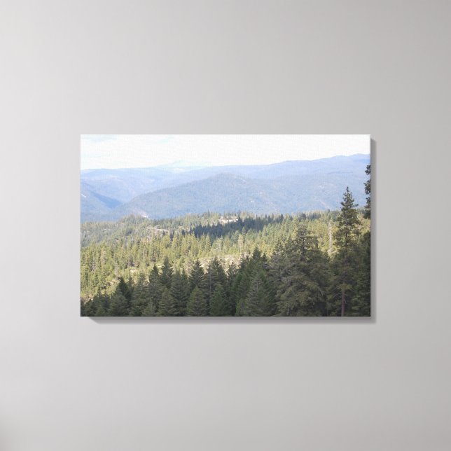 California Pine Trees Photography Canvas Print (Front)