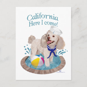 California Poodle Postcard