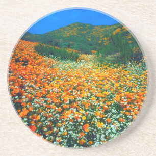 California Poppies and Popcorn wildflowers Coaster