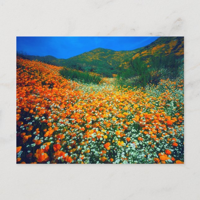 California Poppies and Popcorn wildflowers Postcard (Front)