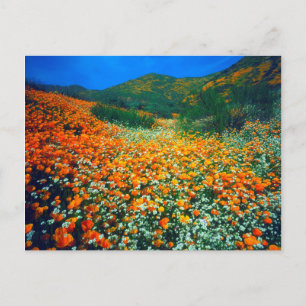 California Poppies and Popcorn wildflowers Postcard