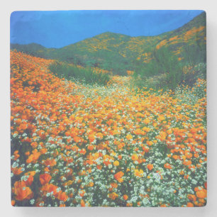 California Poppies and Popcorn wildflowers Stone Coaster