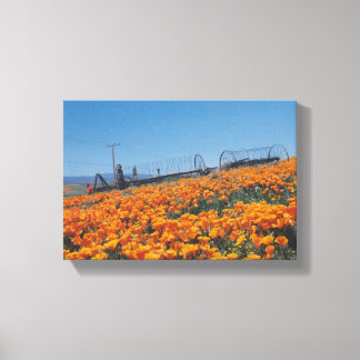 California Poppies Canvas Print