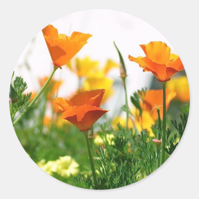 California Poppies Classic Round Sticker (Front)